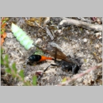 Ammophila sabulosa - Sandwespe 04i 20mm mit Sichelfluegler-Raupe - Drepana falcataria.jpg